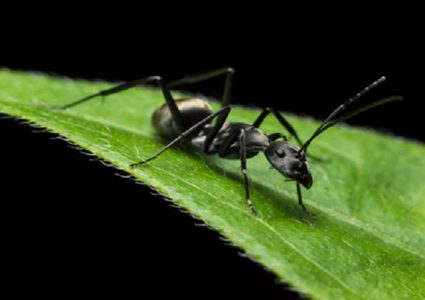 كيف يمكن للبشر الاستفادة من حنكة النمل عند المرض