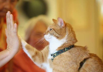 نصيحة لمن يريدون عمر طويل السر مع الحيوانات