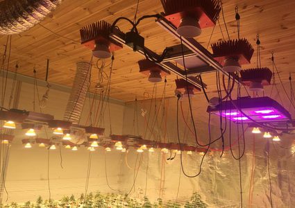 الزراعة المائيه تقنيّة جديدة تدخل زراعة المخدرات