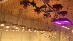 "تصفية" أخطر مستنبت مخدرات .. هكذا تفاعل الشارع!