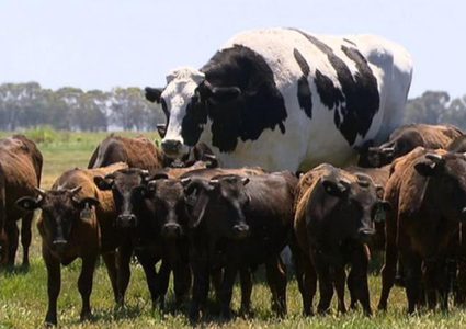 بقرة بحجم الفيل "غير مرحّب بها" في أي مسلخ