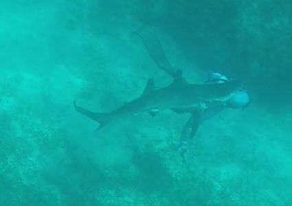 فيديو مرعب لغواص ينجو من فكي قرش مفترس!