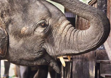 فيل "يقتل" رجلا على طريق عام!