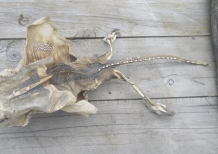 مخلوق غريب على الشاطئ يرعب سكان بلدة نيوزيلندية