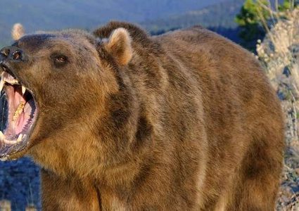 دب يفترس امرأة وطفلتها