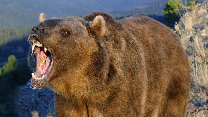 دب يفترس امرأة وطفلتها