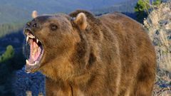 دب يفترس امرأة وطفلتها