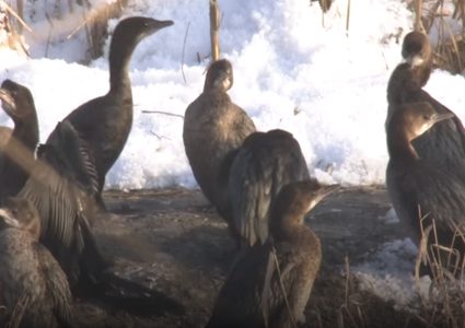 طيور مهددة بالانقراض تظهر في الصين لأول مرة!