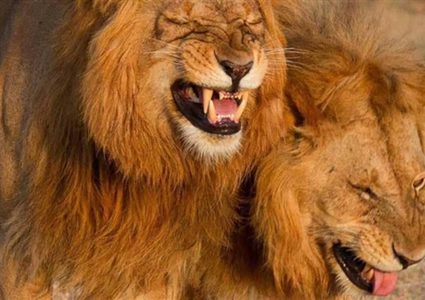 صورة "أسدين" يضحكان تجتاح الإنترنت وتثير الدهشة!