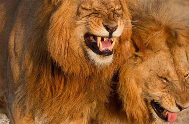 صورة "أسدين" يضحكان تجتاح الإنترنت وتثير الدهشة!