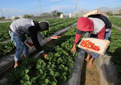 مزارعون يحصدون الفراولة شمال قطاع غزة