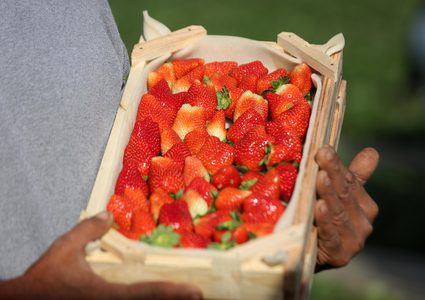 مزارع فلسطيني يحصد الفراولة في مزرعة في بيت لاهيا ، شمال قطاع غزة ، في 1 كانون الأول / ديسمبر ، 2018.
