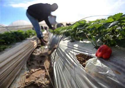 مزارعون يحصدون الفراولة شمال قطاع غزة