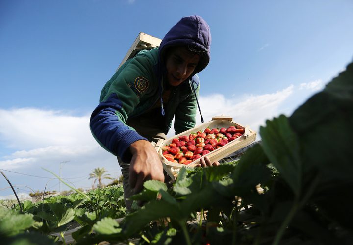 مزارع فلسطيني يحصد الفراولة في مزرعة في بيت لاهيا ، شمال قطاع غزة ، في 1 كانون الأول / ديسمبر ، 2018.