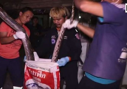 القبض على أفعى قاتلة أكلت قطط المنزل عاما كاملا!