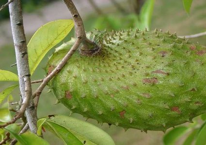 فوائد "القشطة" العجيبة!