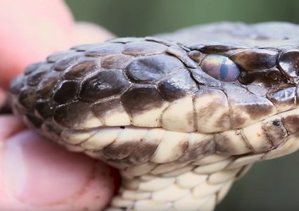 شاهد ظهور ثعبان استوائي في فهوة مرحاض في السويد!