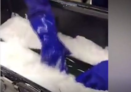 سمكة مجمدة تعود إلى الحياة