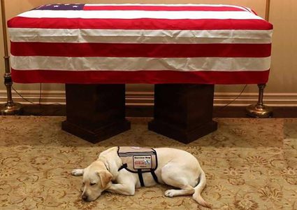 صورة تجسد الوفاء كلب بوش لا يتخلى عنه حتى بعد موته