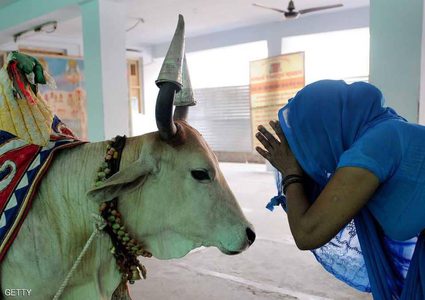 قتلى في أحداث عنف بعد ذبح بقرة شمالي الهند