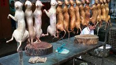 سفارة كوريا الجنوبية بمصر تنفي أكلهم لحوم الكلاب