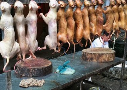 سفارة كوريا الجنوبية بمصر تنفي أكلهم لحوم الكلاب