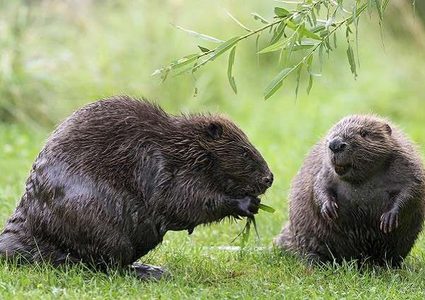 شاهد ماذا تفعل القنادس في متجر أمريكي! (فيديو)