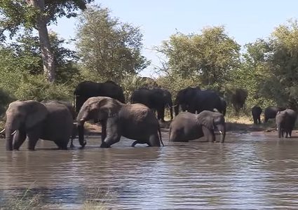 تطوير تقنية لمراقبة الفيلة عبر الاهتزازات