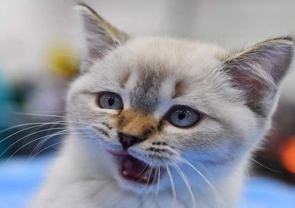 برلماني روسي يقترح تبني قانون يمنع محاسبة القطط!