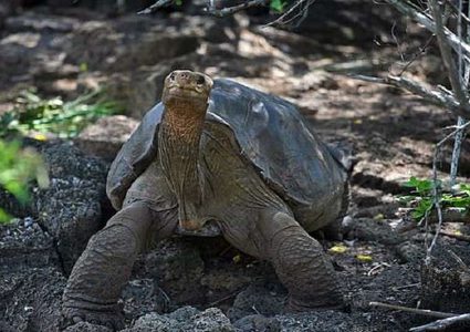 سلحفاة عملاقة شهيرة "تحمل" سر الحياة طويلة الأمد!