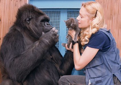 لعبة تكشف "خصلة سيئة مشتركة"بين الإنسان والغوريلا!