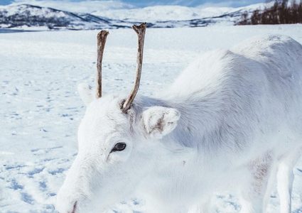 شاهد أحد أندر الحيوانات في العالم !