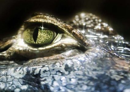 تمساح يحتجز شابا كرهينة! (فيديو)