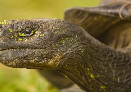 اكتشاف سلحفاة تحمل "قسما من الأرض" على ظهرها!