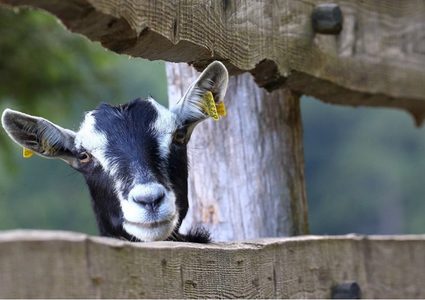 معزاة قدمت عشاء للضيوف بعد قضاءها على مدخرات عائلة