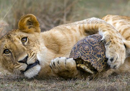 سلحفاة "تهزم" أسدين وتنجو بنفسها!