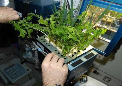 العلماء الروس يزرعون الجزر في الفضاء!