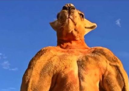 نفوق أشهر كنغر في العالم