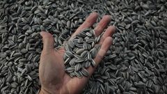 صغيرة لكن فوائدها كبيرة.. 6 بذور لا غنى عنها