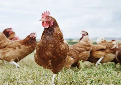 العلماء يؤكدون أننا نعيش "عصر الدجاج"!