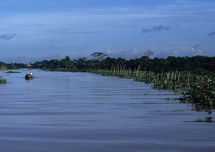 اكتشاف ضفدع بقرون وأسماك مستديرة الشكل