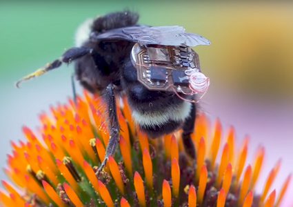 علماء يطورون أجهزة تعقب صغيرة تركب على النحل