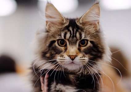 دراسة: أحجام القطط تغيرت!