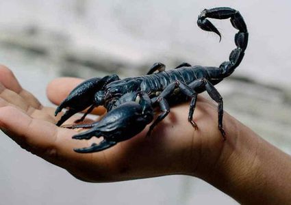 باحثون: لدغة العقرب الأزرق علاج للألم