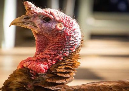 ديك رومي غاضب يهاجم طفلا أثناء عودته من المدرسة!