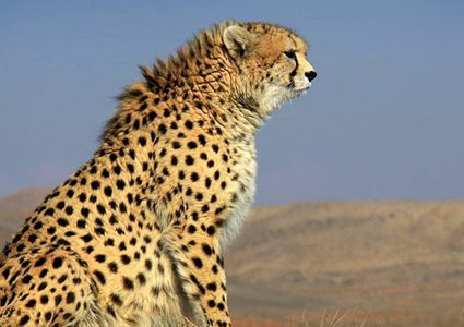 فهد صغير يثير الذعر في محكمة هندية