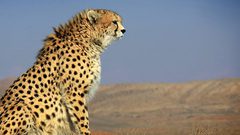 فهد صغير يثير الذعر في محكمة هندية