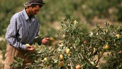 سلطات الاحتلال تقرر وقف استيراد الخضار والفواكه من الضفة