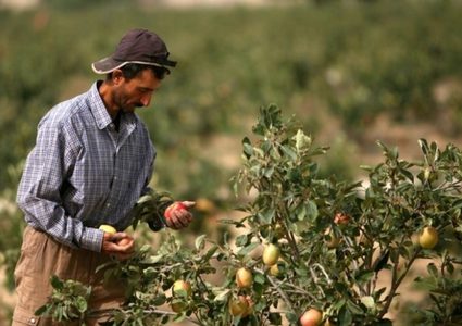 سلطات الاحتلال تقرر وقف استيراد الخضار والفواكه من الضفة