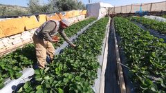 الفراولة تزين الأسواق في قلقيلية